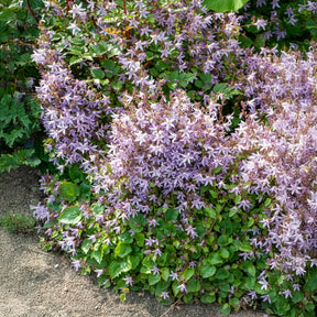 Hängepolster-Glockenblume Lisduggan - Campanula poscharskyana Lisduggan Variety - Willemse