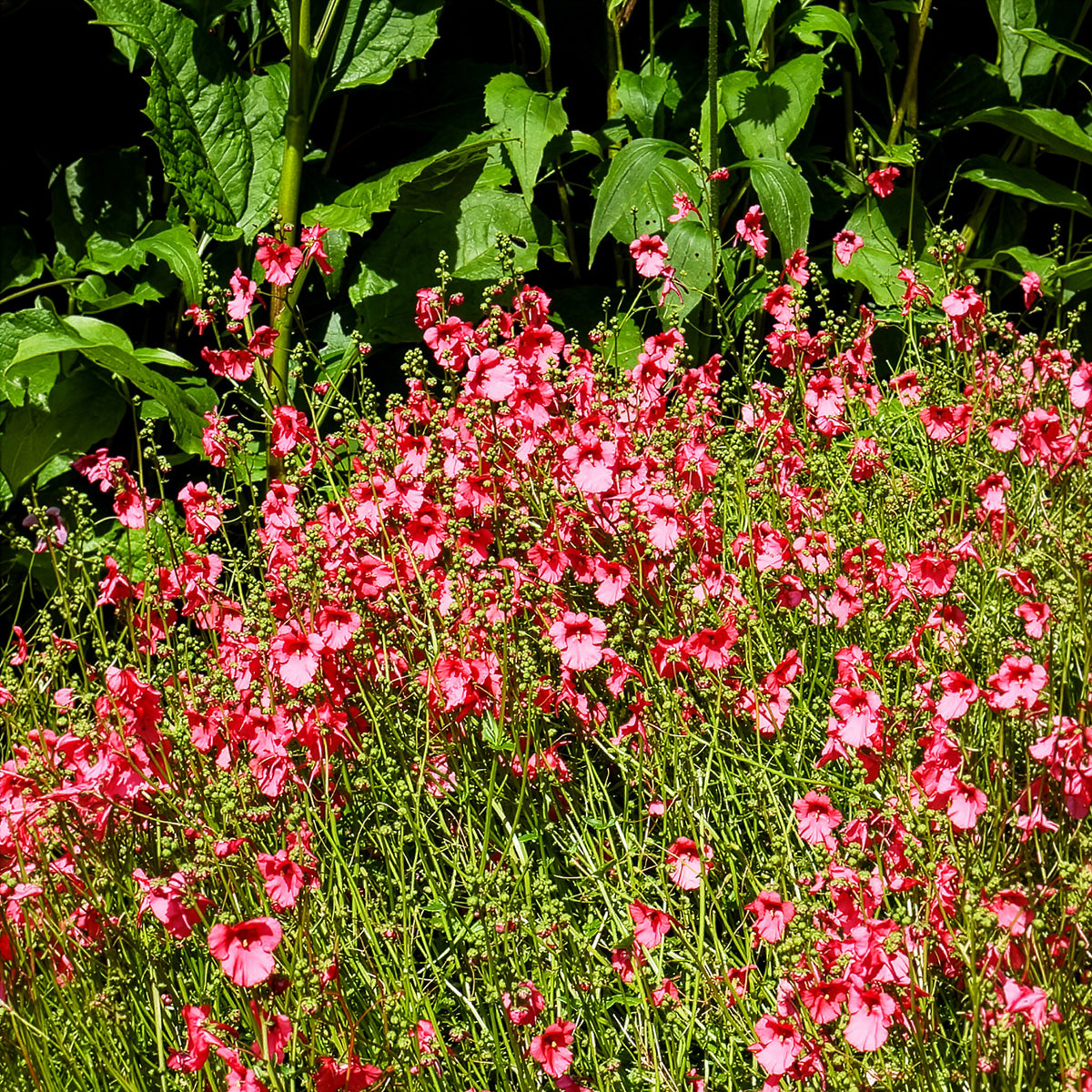 Doppelhörnchen Ruby Field - Willemse