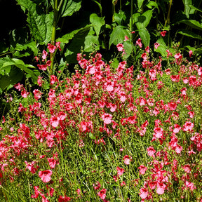 Doppelhörnchen Ruby Field - Willemse