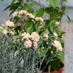 Feder-Nelke Devon Cream - Dianthus plumarius Devon Cream - Willemse