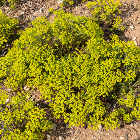 Verkauf Zypressen-Wolfsmilch - Euphorbia cyparissias