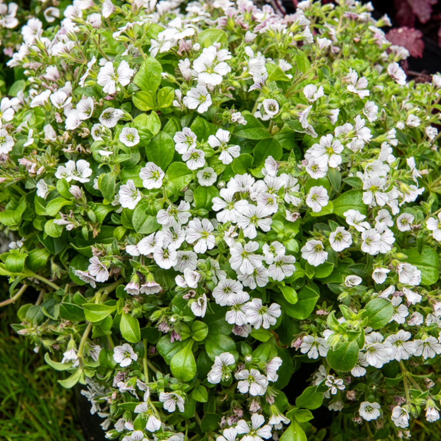 Himalaya-Schleierkraut - Gypsophila cerastioides - Willemse