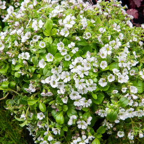 Himalaya-Schleierkraut - Gypsophila cerastioides - Willemse