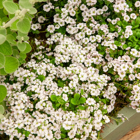 Verkauf Himalaya-Schleierkraut - Gypsophila cerastioides