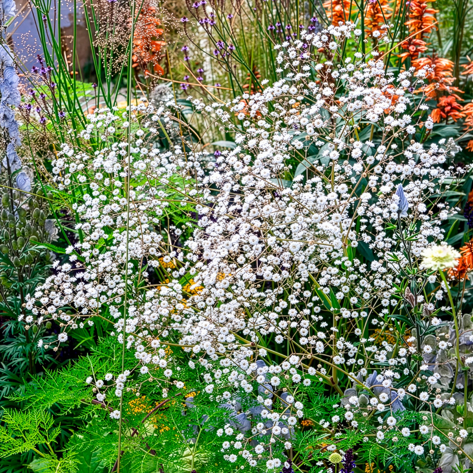 Gefülltes Schleierkraut Bristol Fairy - Gypsophila paniculata Bristol Fairy - Willemse