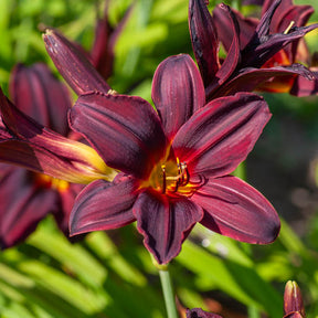 Taglilie ‘American Revolution’ - Hemerocallis american revolution - Willemse