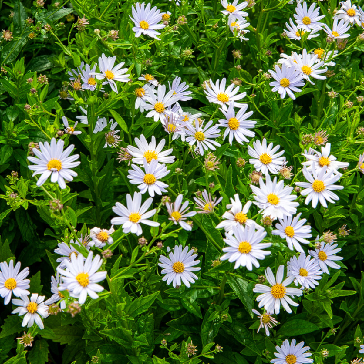 Schönaster - Willemse