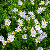 Schönaster - Willemse