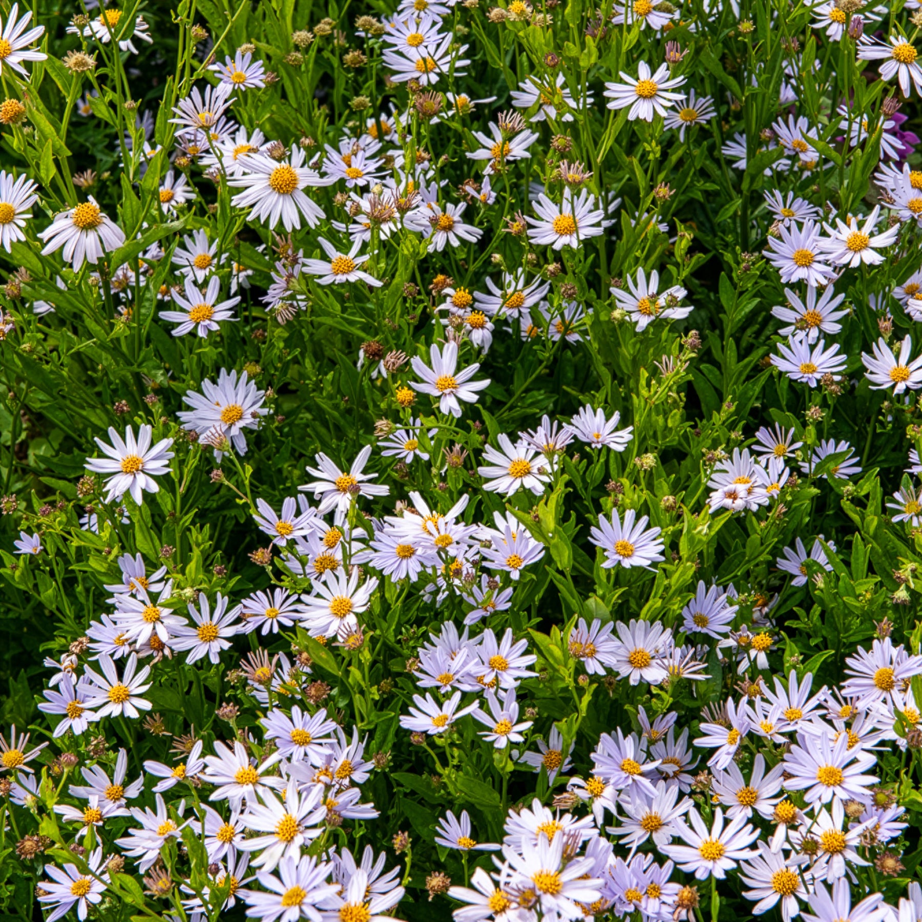 Kalimeris incisa - Schönaster - Scheinaster