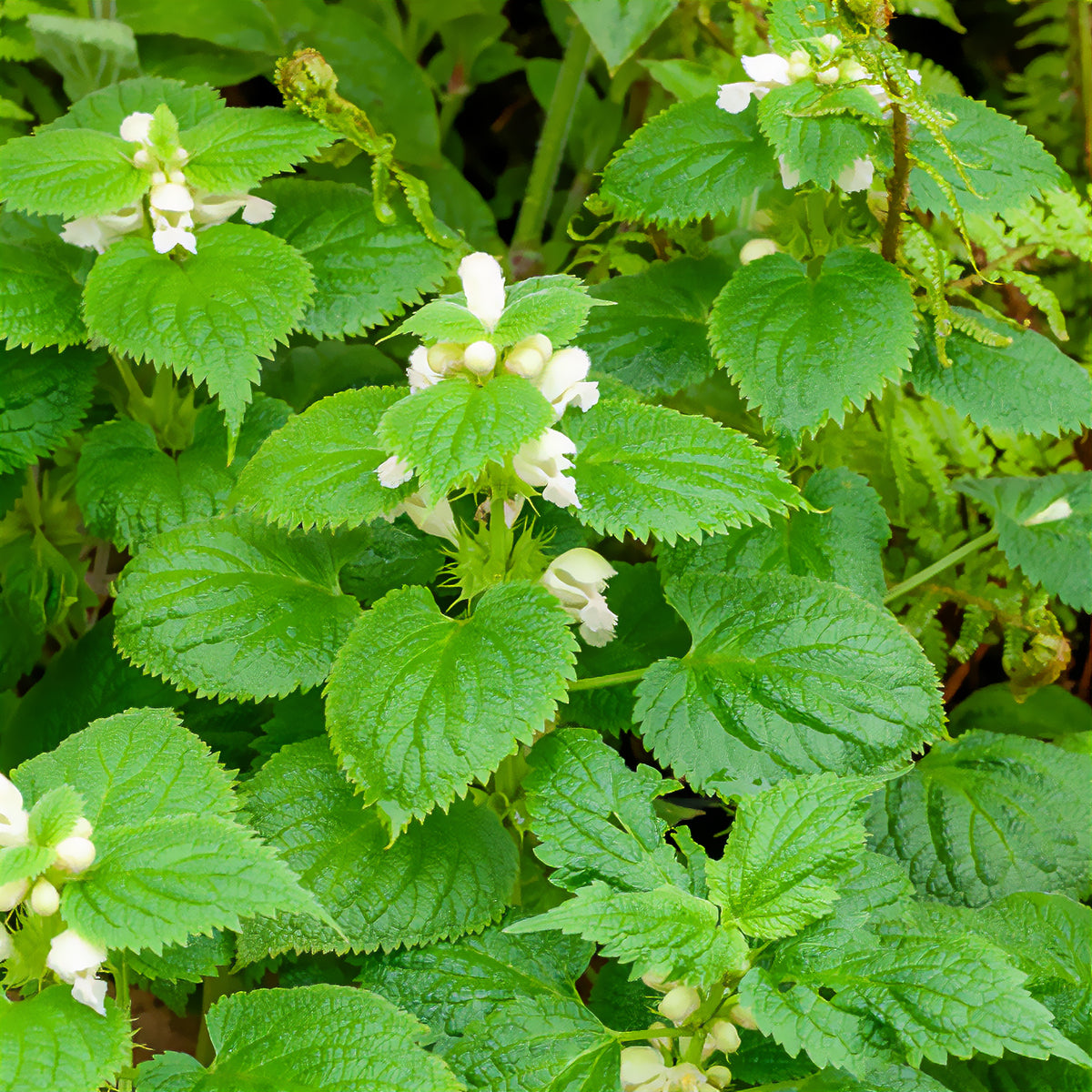 Großblütige Taubnessel Album - Willemse