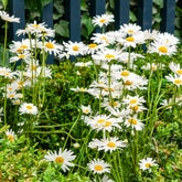 Wiesen-Margerite - Leucanthemum vulgare - Willemse