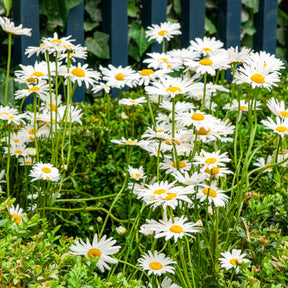 Wiesen-Margerite - Leucanthemum vulgare - Willemse