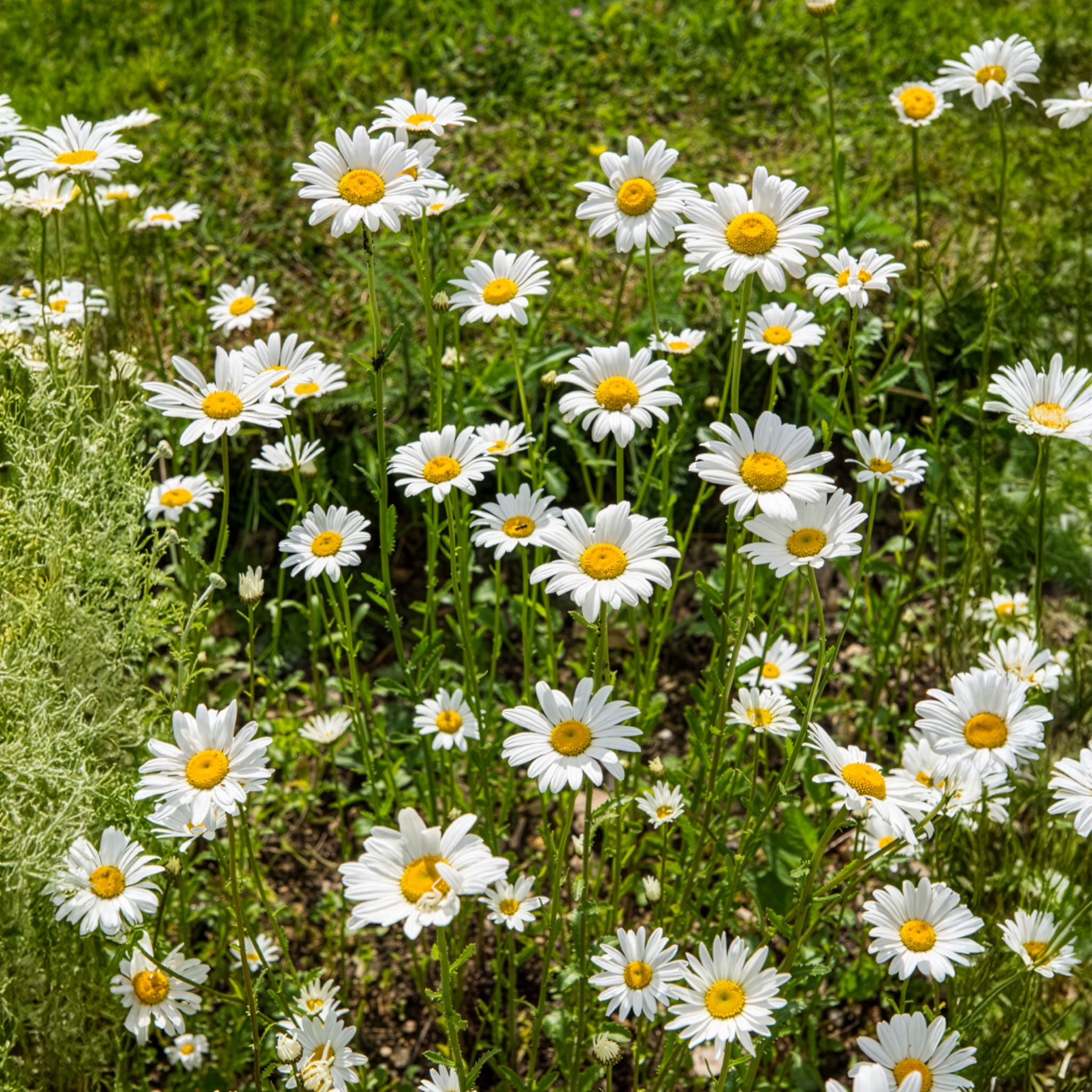 Wiesen-Margerite - Willemse