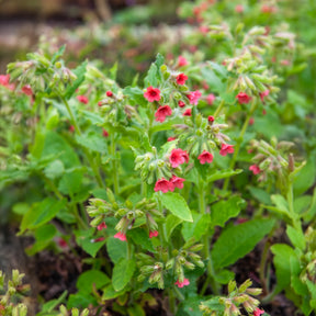 Rotblühendes Lungenkraut - Pulmonaria rubra - Willemse