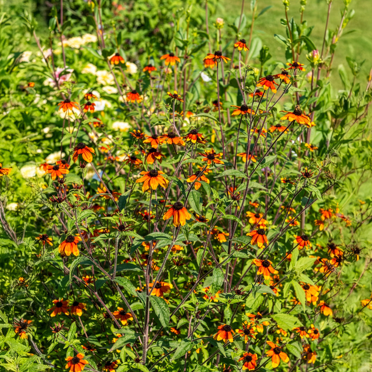 Sonnenhut Prairie Glow - Willemse