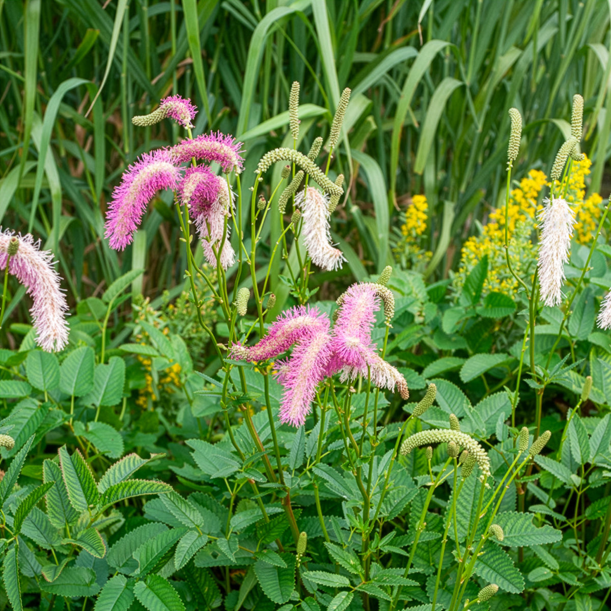 Koreanischer Wiesenknopf Pink Brushes - Willemse