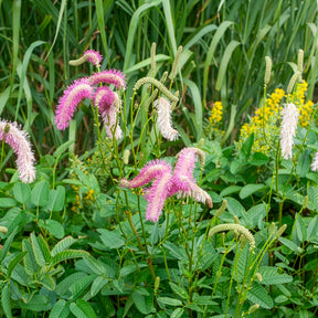 Koreanischer Wiesenknopf Pink Brushes - Willemse