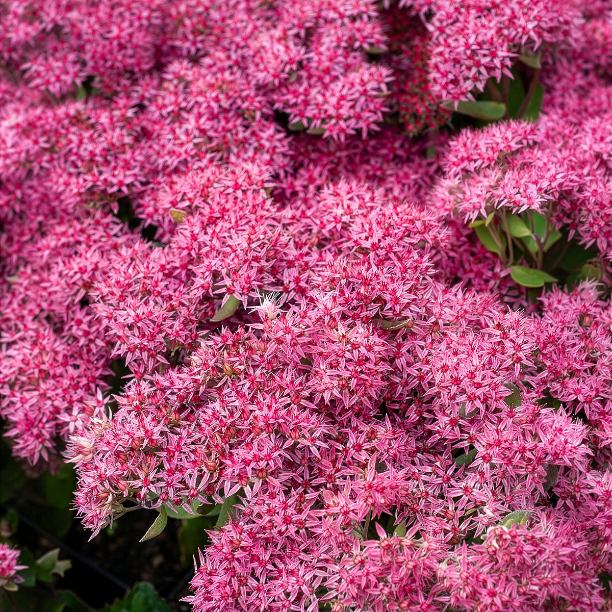 Großes Fettblatt Mr. Goodbud - Sedum Mr Goodbud - Willemse