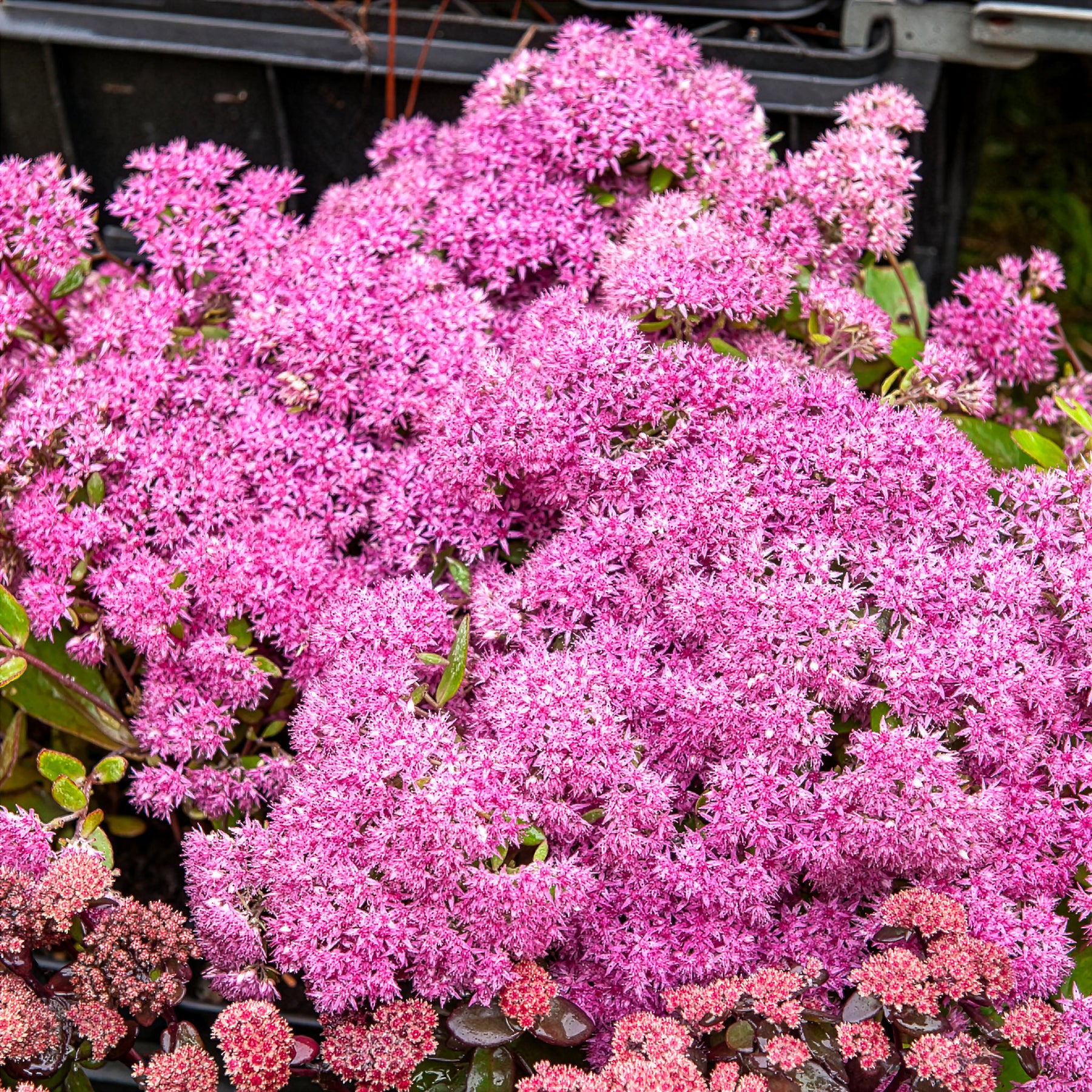Sedum Mr Goodbud - Großes Fettblatt Mr. Goodbud - Sedum - Fetthenne