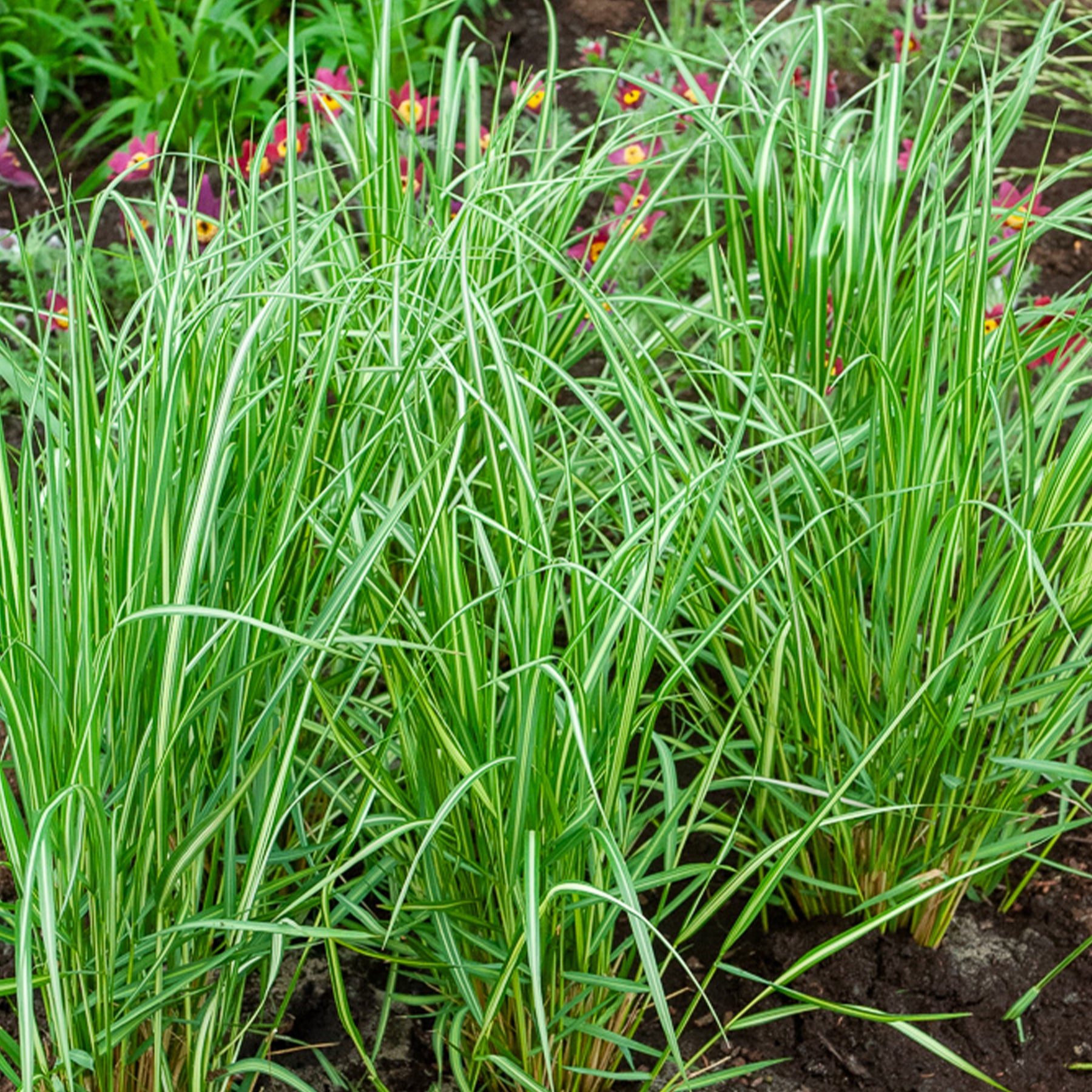 Reitgras Avalanche - Calamagrostis acutiflora avalanche - Willemse