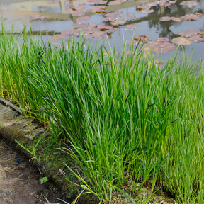 Carex riparia - Ufersegge Carex - Carex
