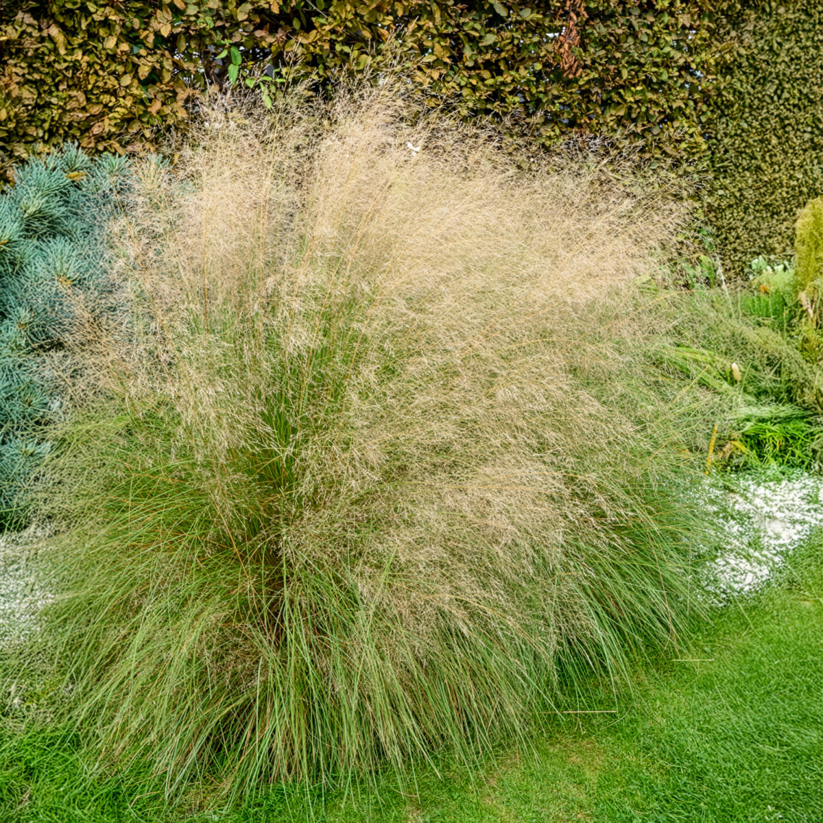 Eragrostis curvula - Schwachgekrümmtes Liebesgras - Gräser