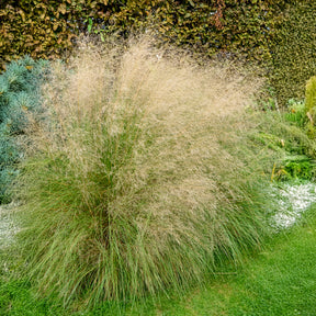 Eragrostis curvula - Schwachgekrümmtes Liebesgras - Gräser