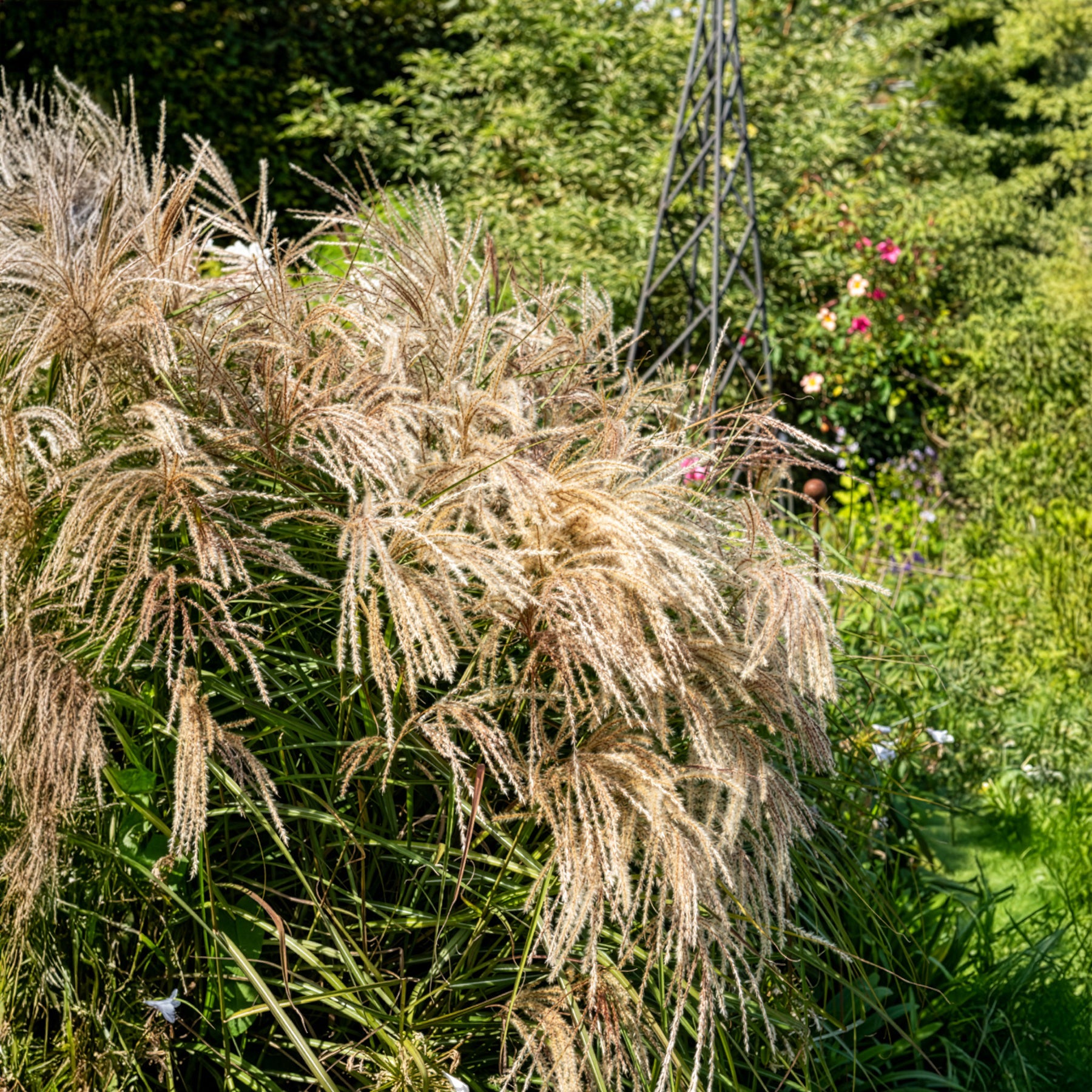 Chinaschilf Kaskade - Miscanthus sinensis Kaskade - Willemse