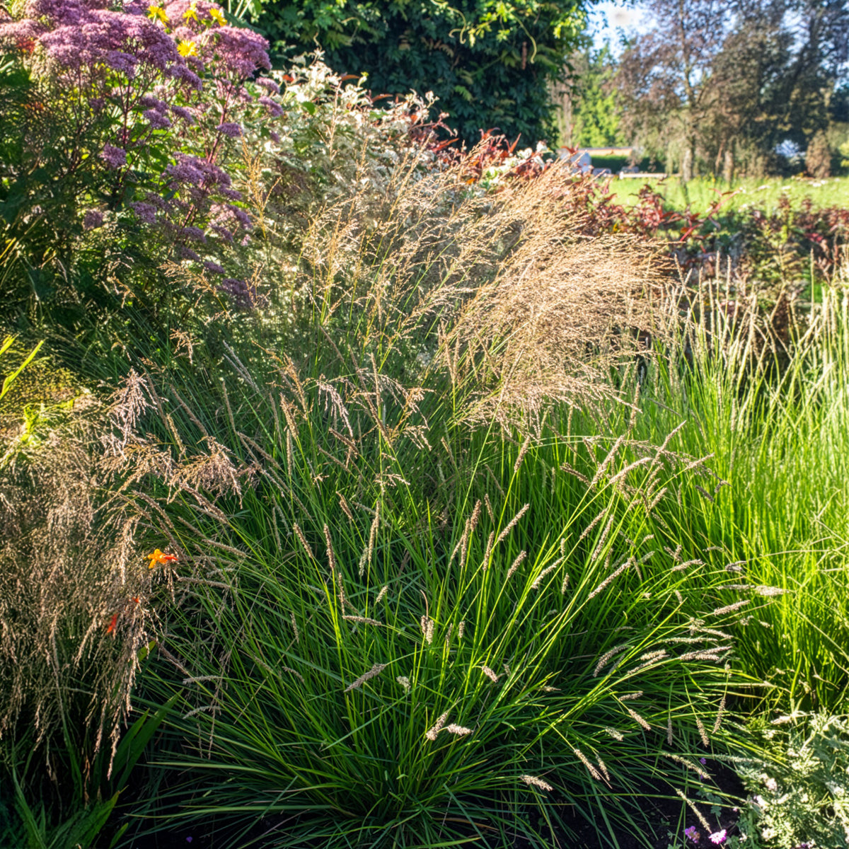 Nest-Blaugras - Sesleria nitida - Willemse