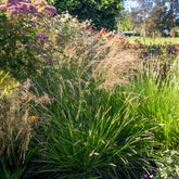 Nest-Blaugras - Sesleria nitida - Willemse