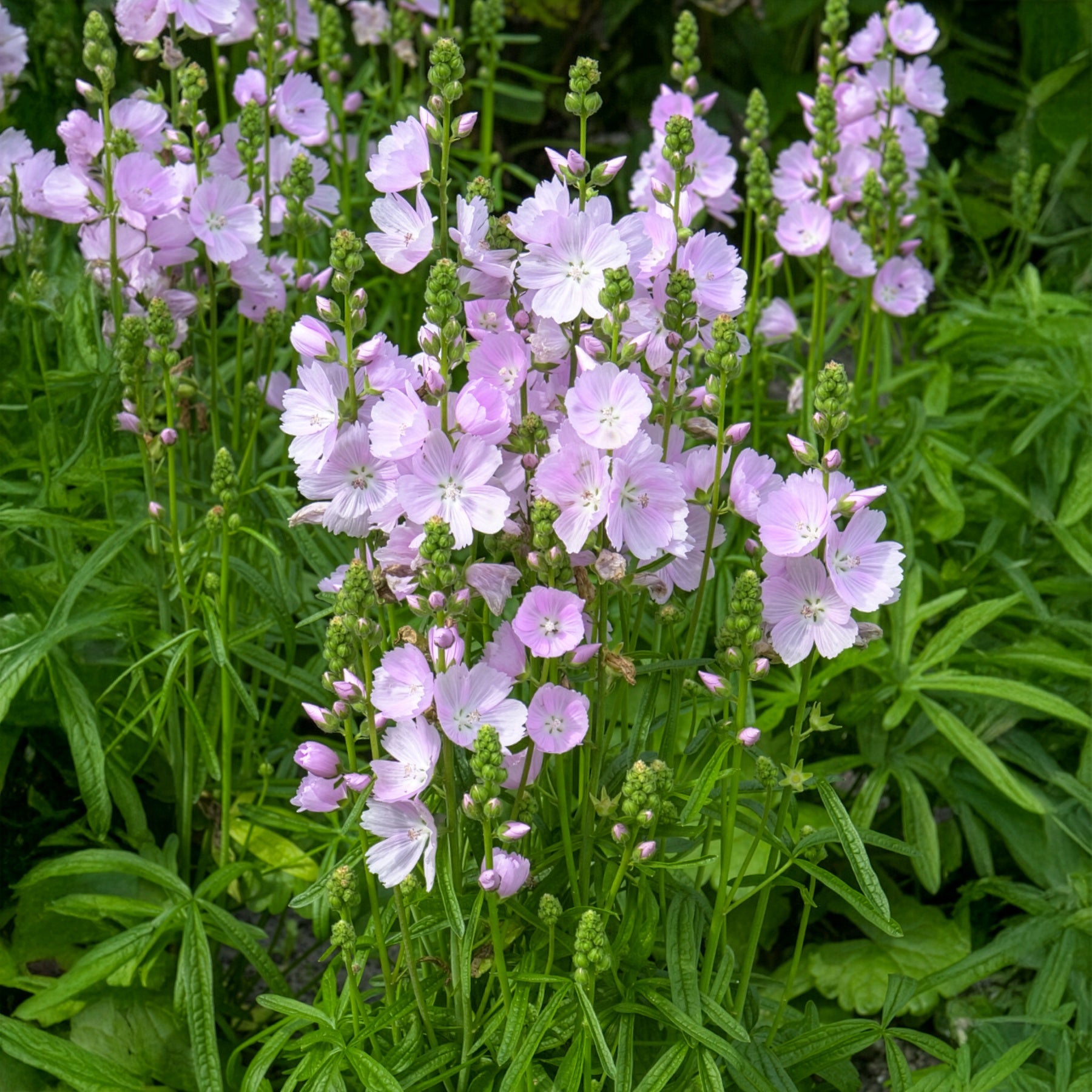 Schmuckmalve Little Princess - Sidalcea Little Princess - Willemse