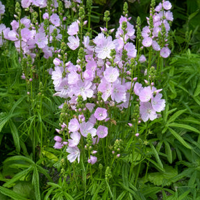 Schmuckmalve Little Princess - Sidalcea Little Princess - Willemse