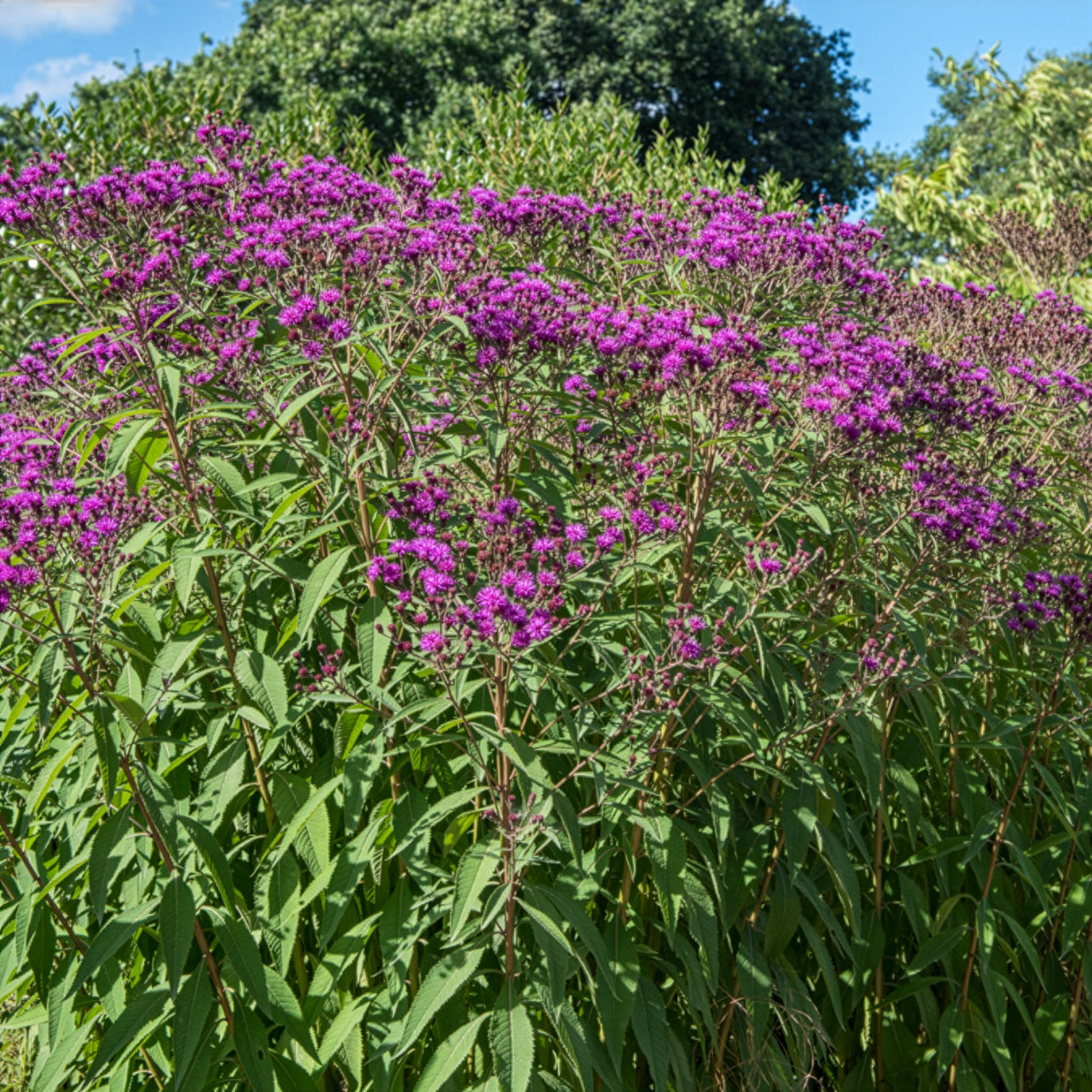 Arkansas-Scheinaster - Vernonia crinita - Willemse