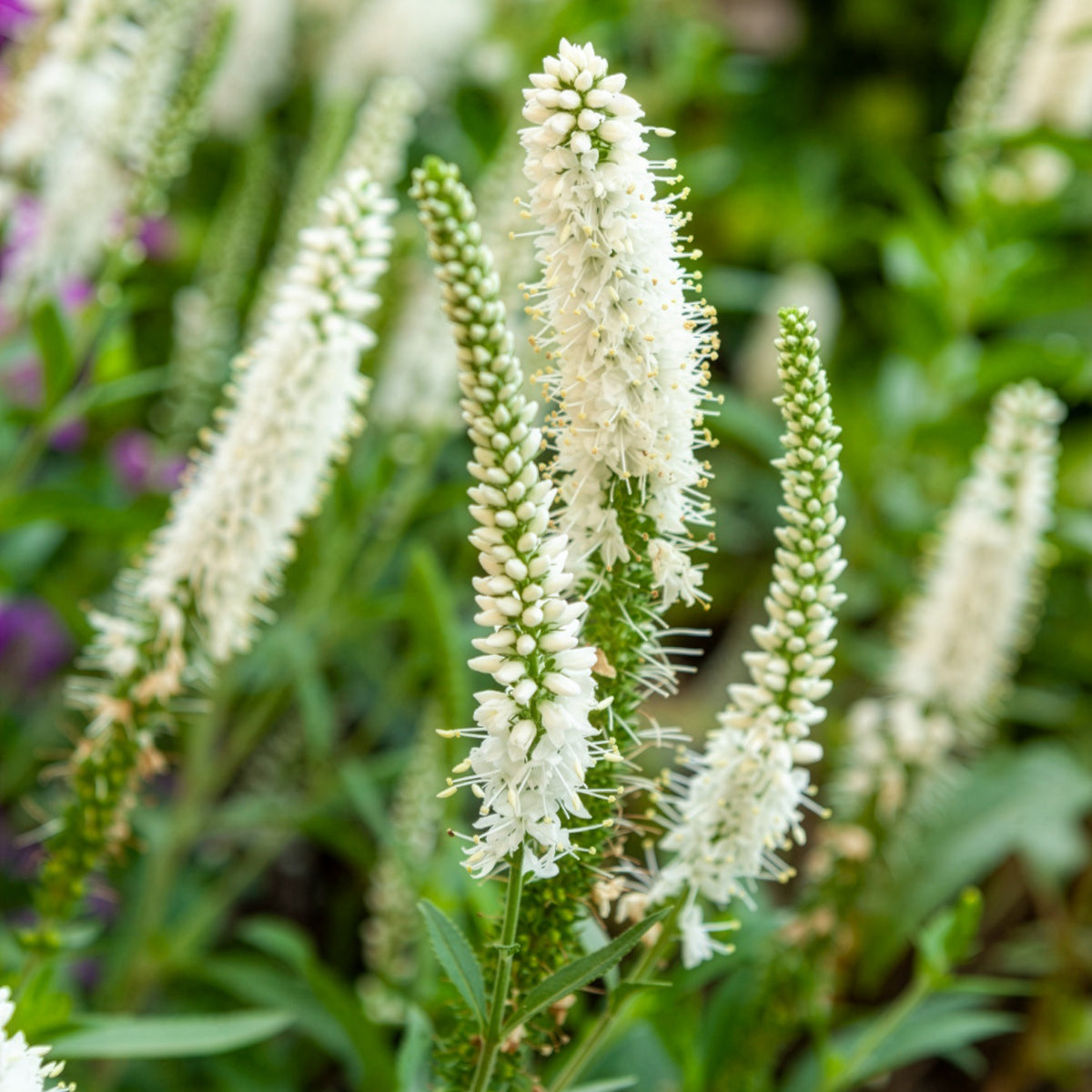 Scheinähriger Ehrenpreis Alba - Veronica spicata alba - Willemse