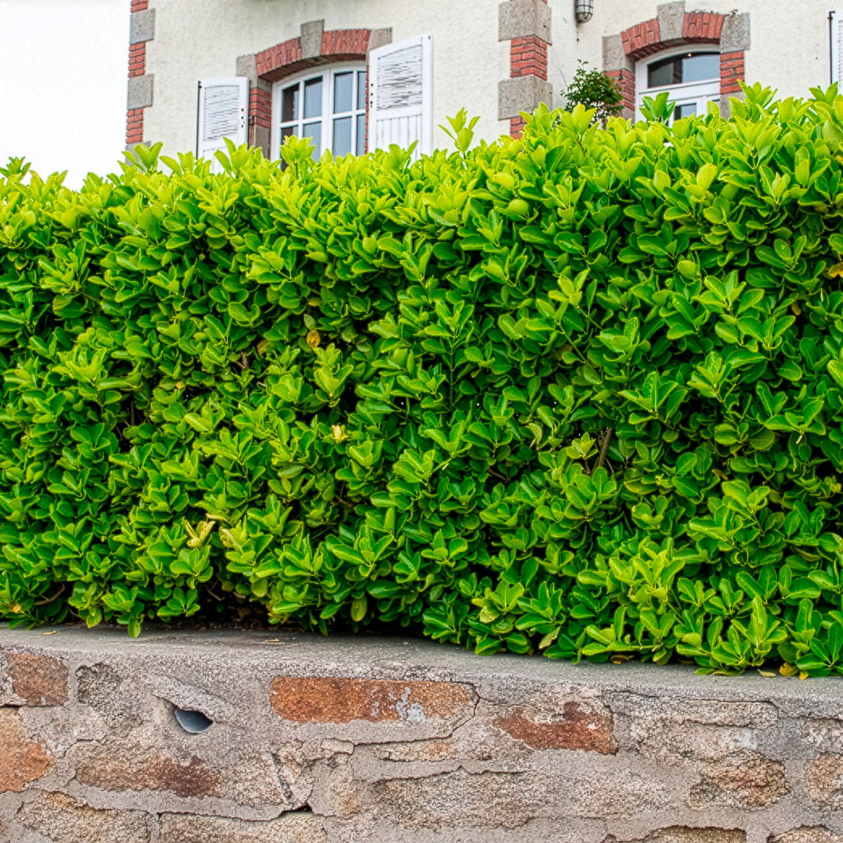 Japanischer Spindelstrauch - Euonymus japonicus - Willemse