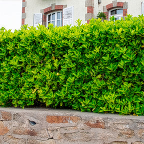 Japanischer Spindelstrauch - Euonymus japonicus - Willemse
