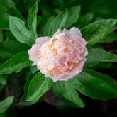 Edel-Pfingstrose Pfirsichblüte - Paeonia lactiflora peche - Willemse