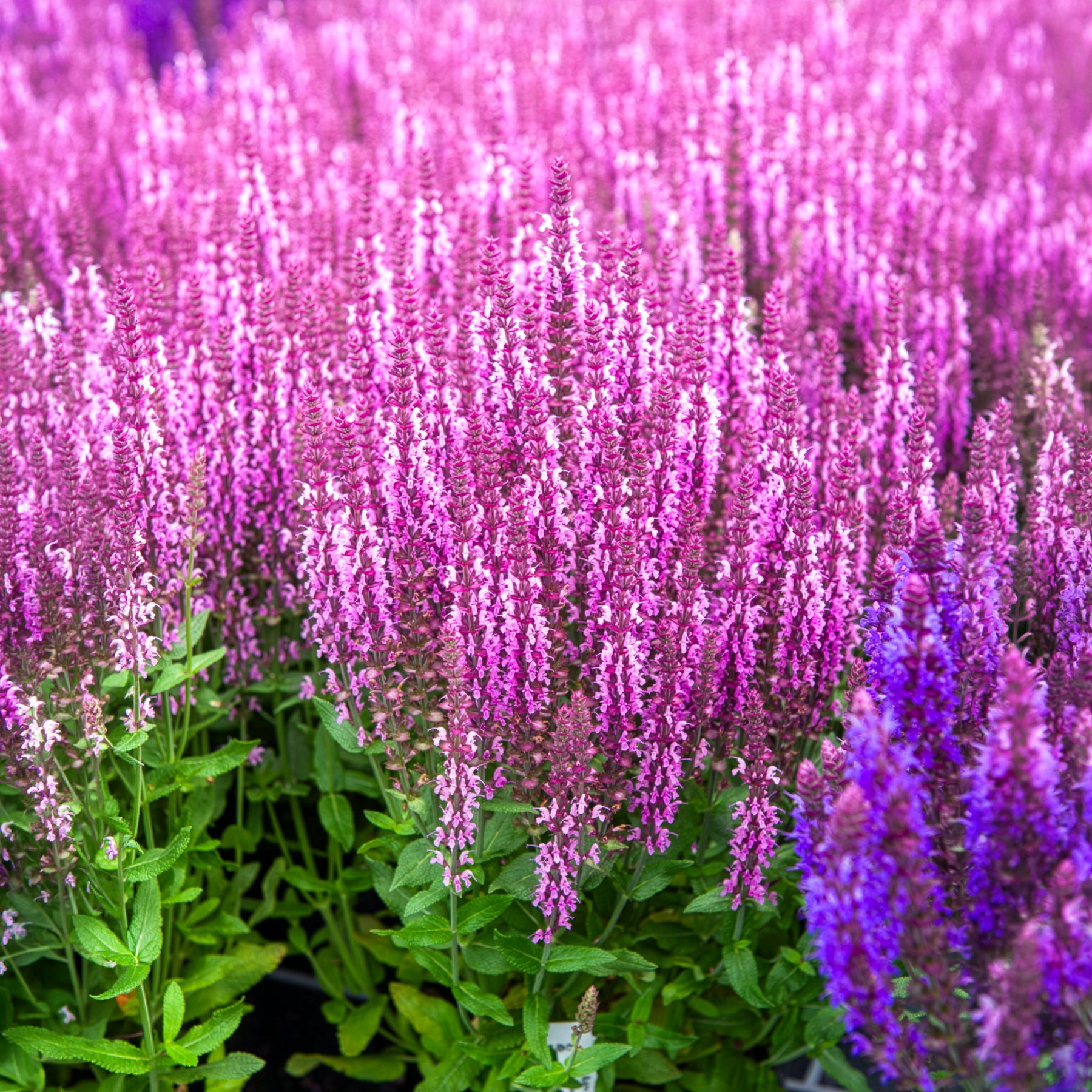Steppensalbei 'Sensation Pink' - Willemse