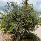 Kleinblättrige Sophora ‘Sun King’ - Sophora microphylla Sun King - Willemse