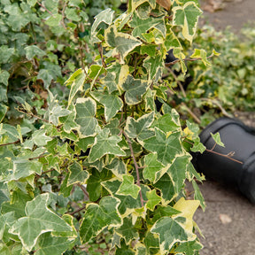 Gelbbunter Efeu 'Goldchild' - Willemse