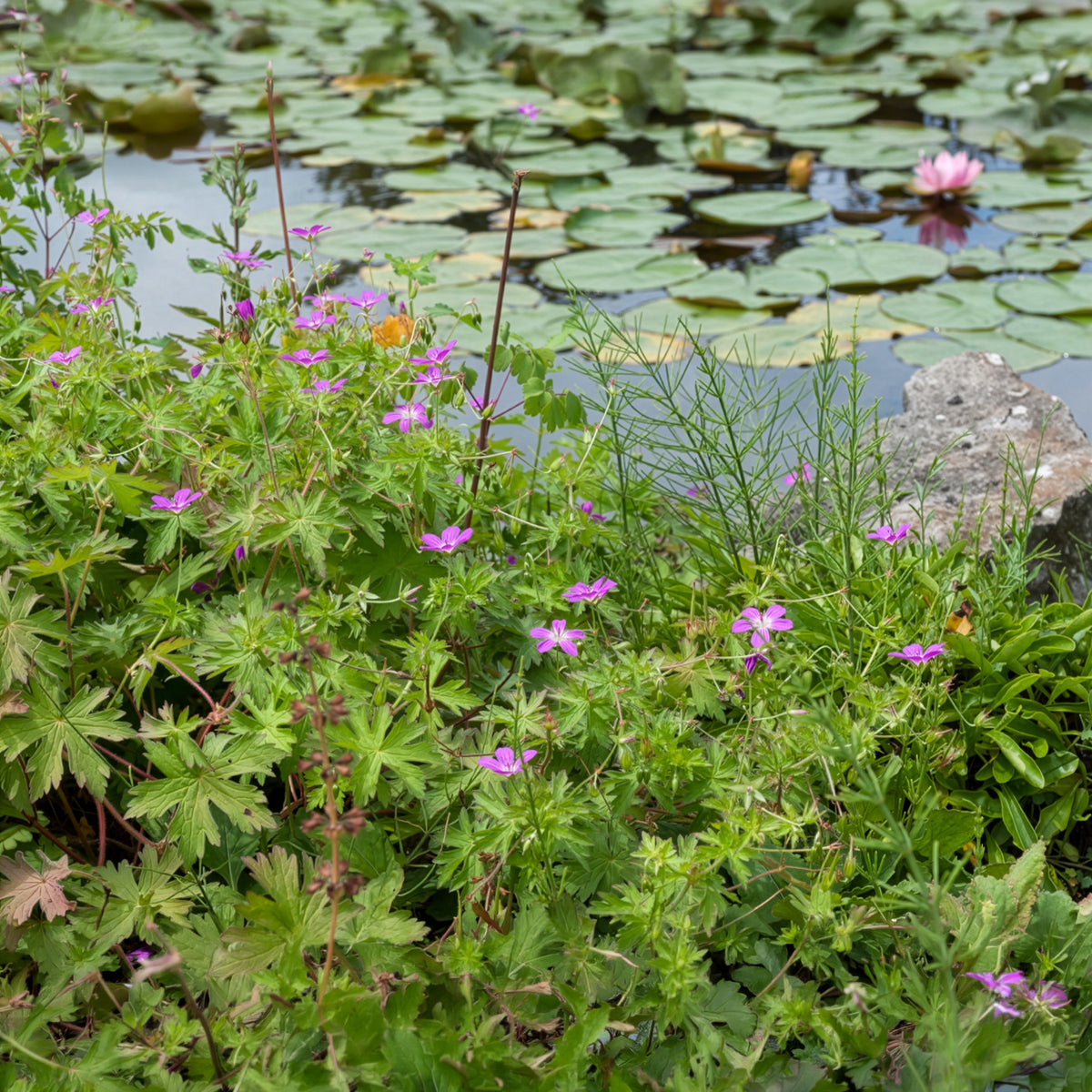 Geranium palustre - Sumpf-Storchschnabel - Geranien