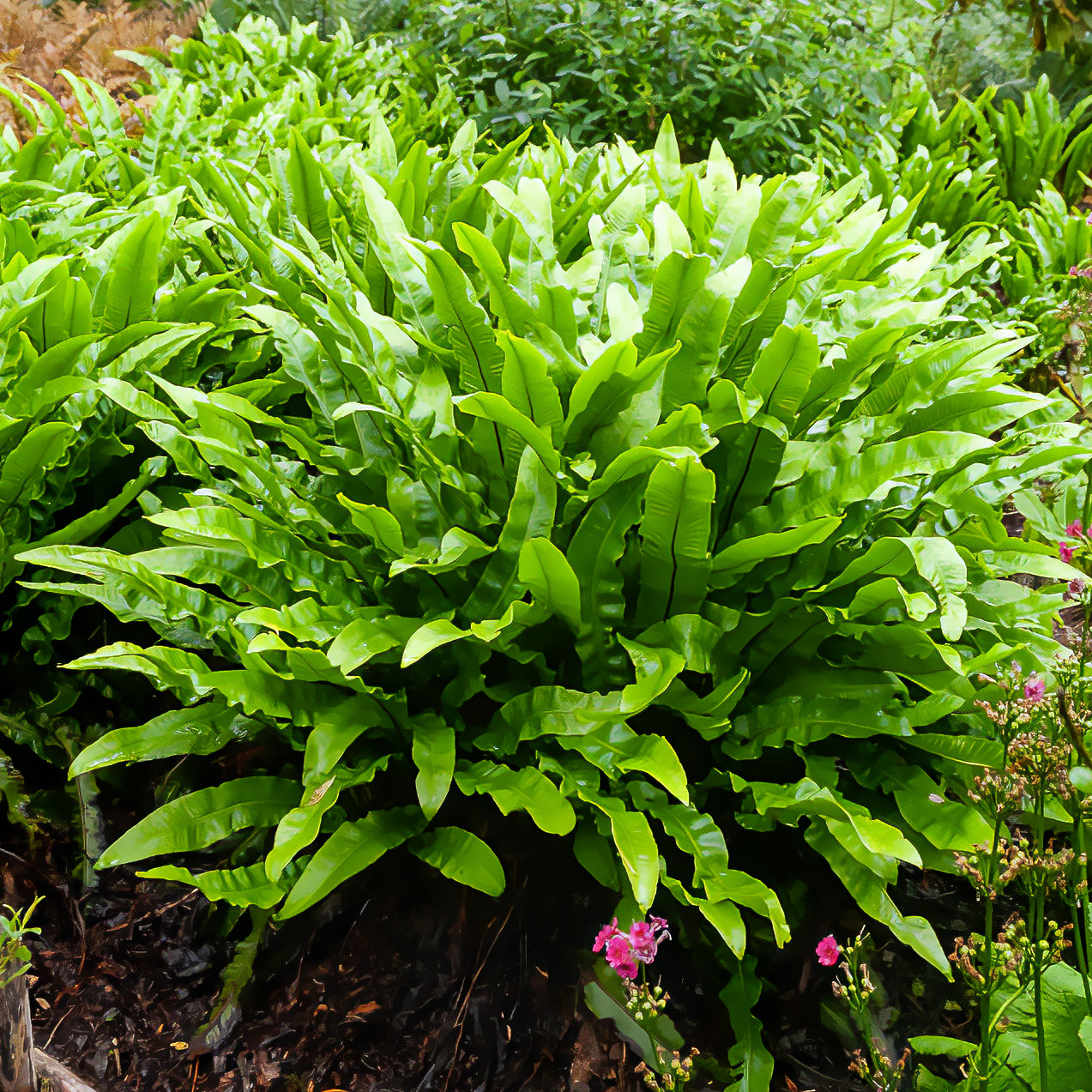Hirschzungenfarn - Asplenium scolopendrium - Willemse