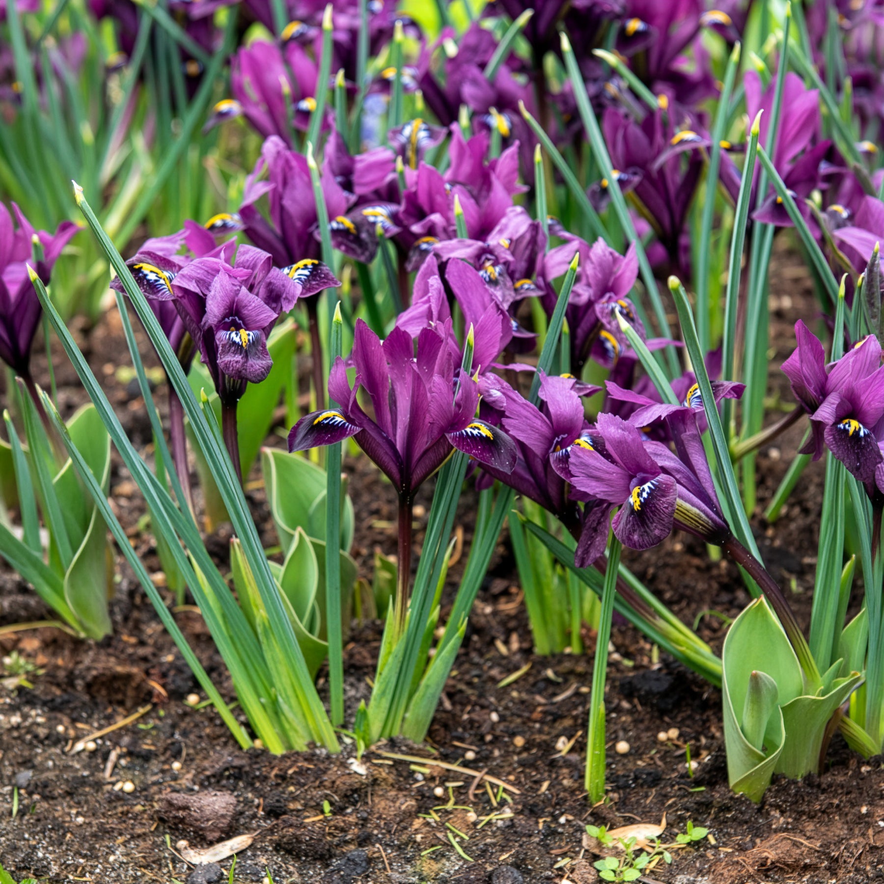 Schwertlilien Mischung ‘Fraternal Twins’ (x25) - Iris Blue Hill, Iris Purple Hill - Willemse