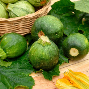 Cucurbita pepo - Zucchini Eight Ball F1 - Samen für Zucchini