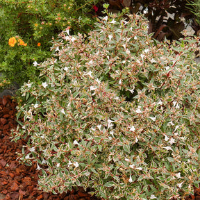 Großblütige Abelie Confetti - Abelia grandiflora Confetti - Willemse