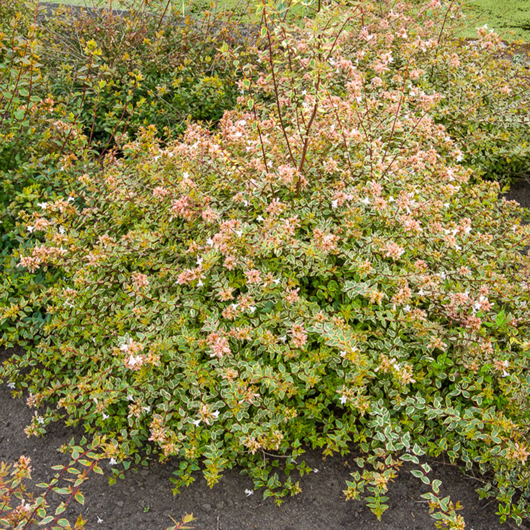 Abelia grandiflora Sunshine Daydream ® - Abelie Sunshine Daydream® - Abelia