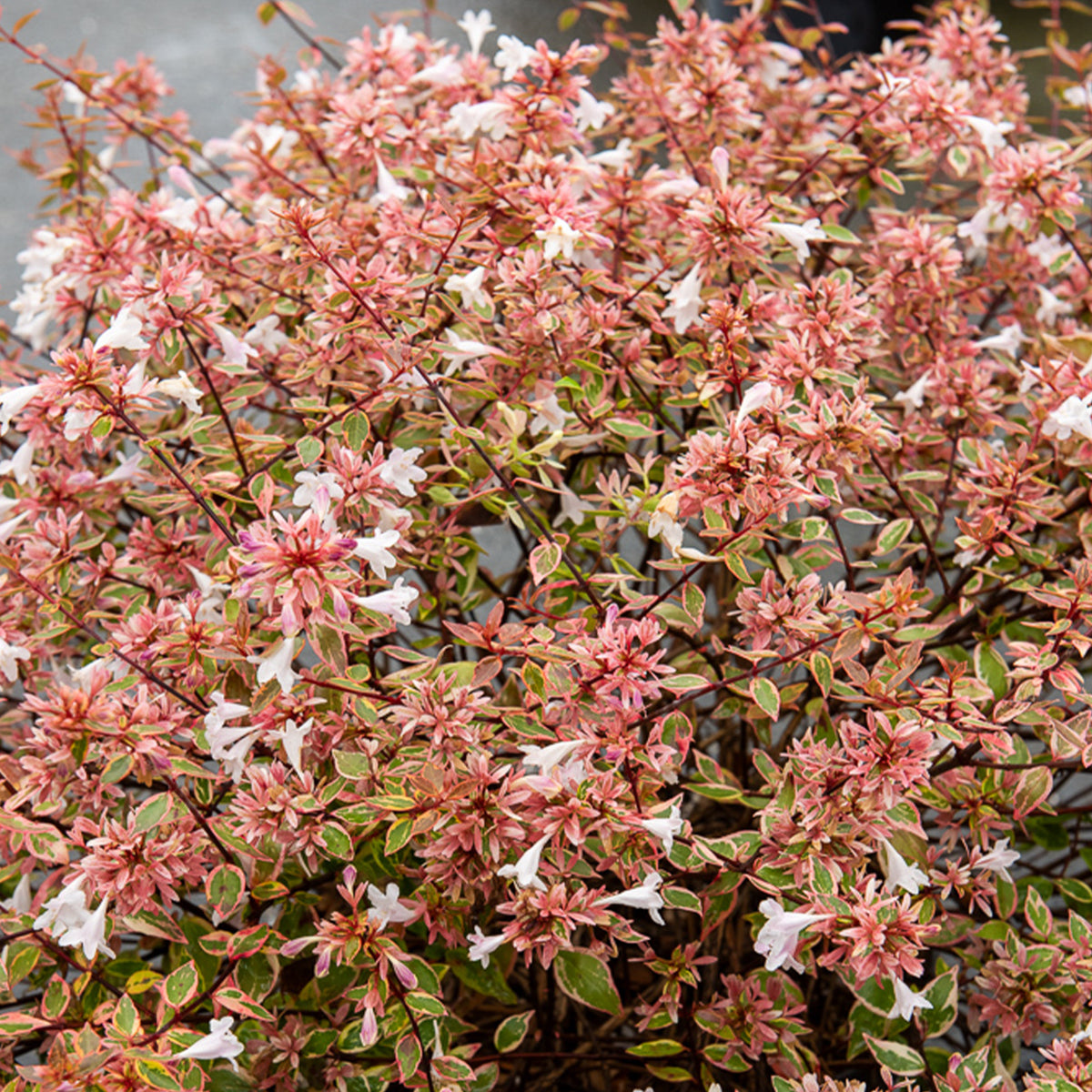 Abelie Sunshine Daydream® - Abelia grandiflora Sunshine Daydream ® - Willemse