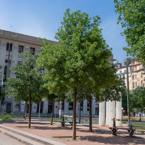 Acer monspessulanum - Montpellier-Ahorn - Ahorn