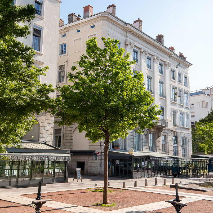 Montpellier-Ahorn - Willemse