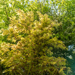 Japanischer Ahorn - Japanischer Ahorn Osakazuki - Acer palmatum Osakazuki